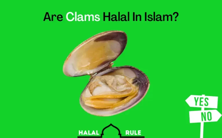 Are Clams Halal Or Haram In Islam?