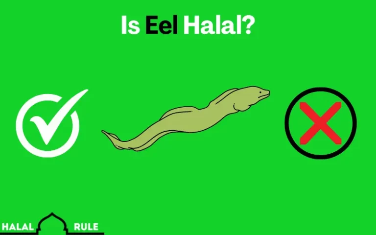 Is Eel Halal In Islam?