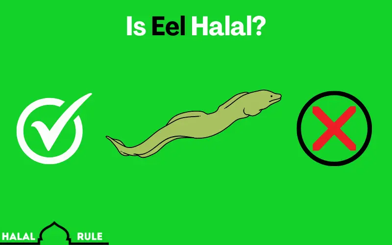 Is Eel Halal In Islam 
